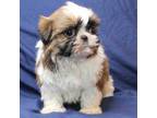 Shih-Poo Puppy for sale in Clarkson, KY, USA