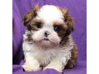 Shih Tzu Puppy for sale in Clarkson, KY, USA