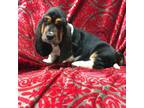 Basset Hound Puppy for sale in Kimball, MN, USA