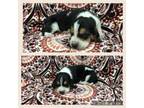 Basset Hound Pup