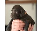 Boykin Spaniel Puppy for sale in Edgefield, SC, USA