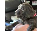 Boykin Spaniel Puppy for sale in Edgefield, SC, USA