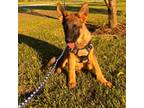 Gray Collar Female Puppy