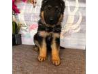 Brown Collar Male puppy