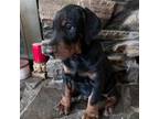 Doberman Pinscher Puppy for sale in Avondale, AZ, USA