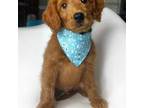 Goldendoodle Puppy for sale in Austin, TX, USA