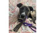 Adopt Rey a Labrador Retriever / Mixed dog in Little Rock, AR (38457701)