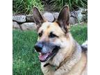 Adopt Nena T a Black - with Tan, Yellow or Fawn German Shepherd Dog / Mixed dog