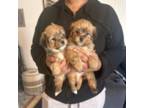 Shorkie Tzu Puppy for sale in Tarboro, NC, USA
