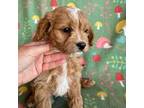 Cavapoo Puppy for sale in Howe, OK, USA