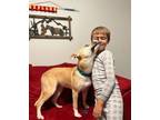 Adopt Amber Rose a Tan/Yellow/Fawn - with Black German Shepherd Dog dog in
