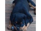 Rottweiler Puppy for sale in Conyers, GA, USA