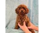 Poodle (Toy) Puppy for sale in Oxnard, CA, USA