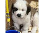 Saint Bernard Puppy for sale in Stewart, MN, USA