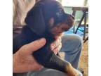 Rottweiler Puppy for sale in Barker, NY, USA