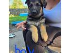 German Shepherd Dog Puppy for sale in Scott, LA, USA