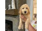 Golden doodle