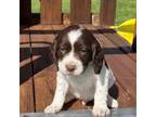 English Springer Spaniel Puppy for sale in Marine, IL, USA