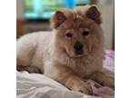 Chow Chow Puppy for sale in Longwood, FL, USA