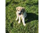 Mutt Puppy for sale in Decatur, AR, USA