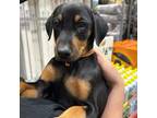 Doberman Pinscher Puppy for sale in Elk Creek, VA, USA