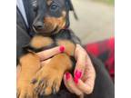 Doberman Pinscher Puppy for sale in Elk Creek, VA, USA