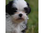 Shih Tzu Puppy for sale in Palm Coast, FL, USA