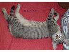 Adopt Pima 6-pak (sandra) a Spotted Tabby/Leopard Spotted Tabby (short coat) cat