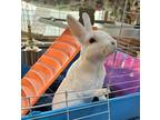 Adopt Tater a Mini Rex rabbit in Mattawan, MI (38623104)