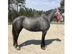 Grey Percheron cross mare