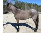 Blue roan Qh