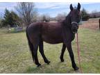 Black Buddy, a little older but a very nice horse