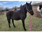 13 yo gelding - Super Pet