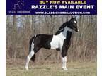 Registered Tobiano Twh Gelding