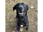 Adopt Goose a Black Labrador Retriever / Mixed dog in Bedford, NH (38453461)