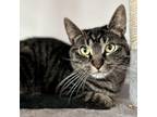 Adopt Scott Pilgrim a Brown or Chocolate Domestic Shorthair / Mixed cat in