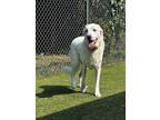 Adopt Griffin FKA Victor DFW a White Great Pyrenees / Mixed dog in Statewide