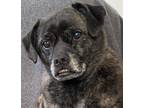 Adopt Frankie a Brindle Pug / Mixed Breed (Medium) dog in Huntington