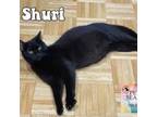 Adopt Shuri a All Black Domestic Shorthair / Mixed cat in Washington