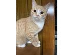 Adopt Beth a Orange or Red Tabby Domestic Shorthair (short coat) cat in Watonga