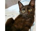 Adopt Major Tom a All Black Domestic Shorthair (short coat) cat in Mansfield