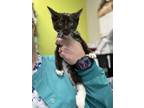 Adopt Flower a All Black Domestic Shorthair / Domestic Shorthair / Mixed cat in