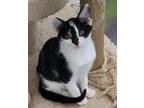 Adopt Lucas a Black & White or Tuxedo Domestic Shorthair (short coat) cat in