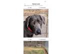 Adopt Max a Gray/Blue/Silver/Salt & Pepper Weimaraner / Labrador Retriever /