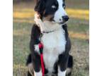 Mutt Puppy for sale in Danville, AL, USA