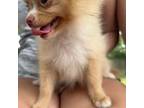 Pomeranian Puppy for sale in Raleigh, NC, USA