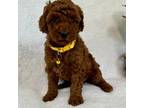 Mutt Puppy for sale in Taylorsville, NC, USA