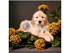Golden Retriever Puppy for sale in Poughkeepsie, NY, USA