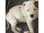 Staffordshire Bull Terrier Puppy for sale in Eunice, LA, USA