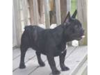 French Bulldog Puppy for sale in Williston, FL, USA